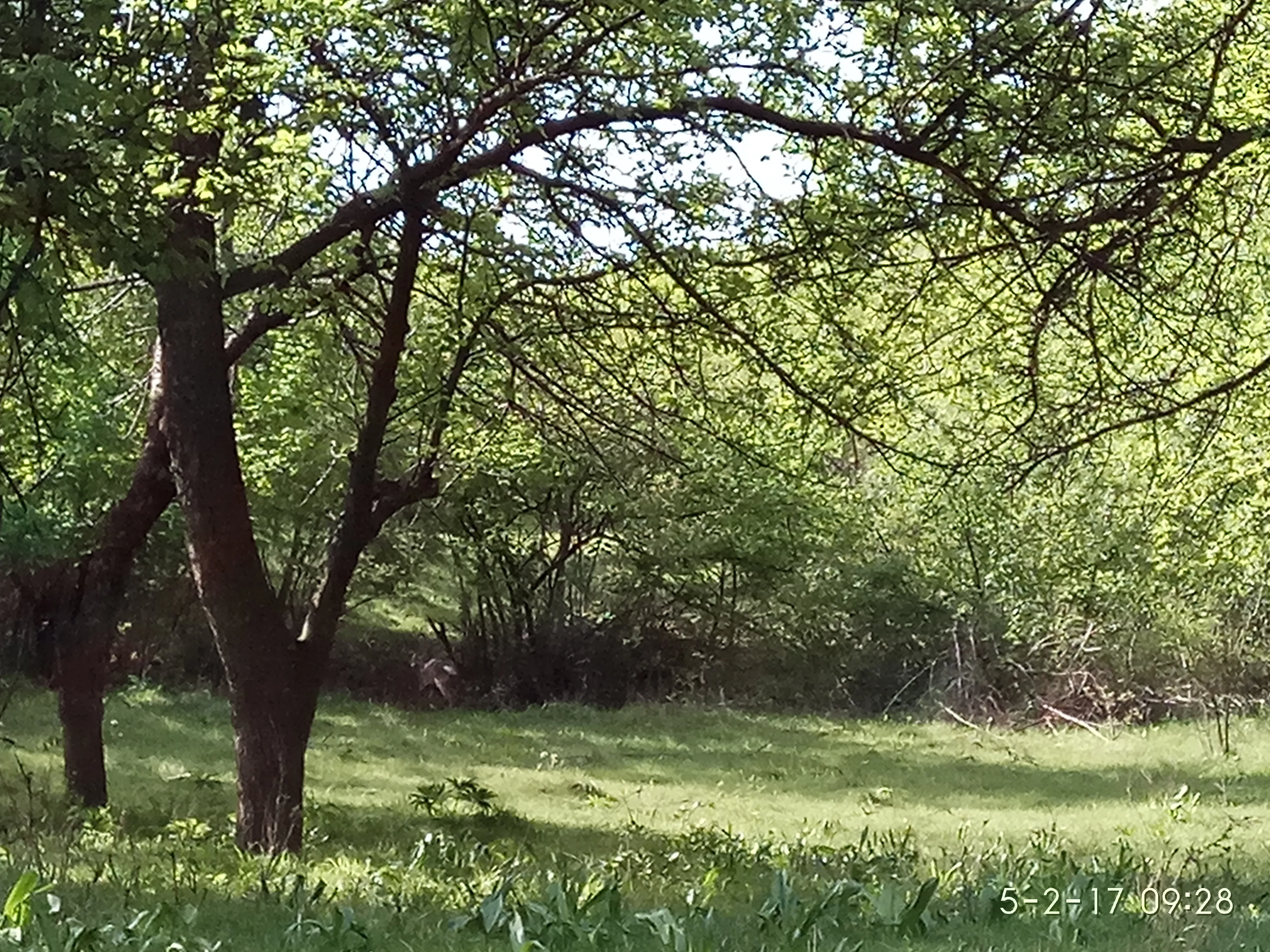 Blossoming orchard on the Grace Valley land in spring
