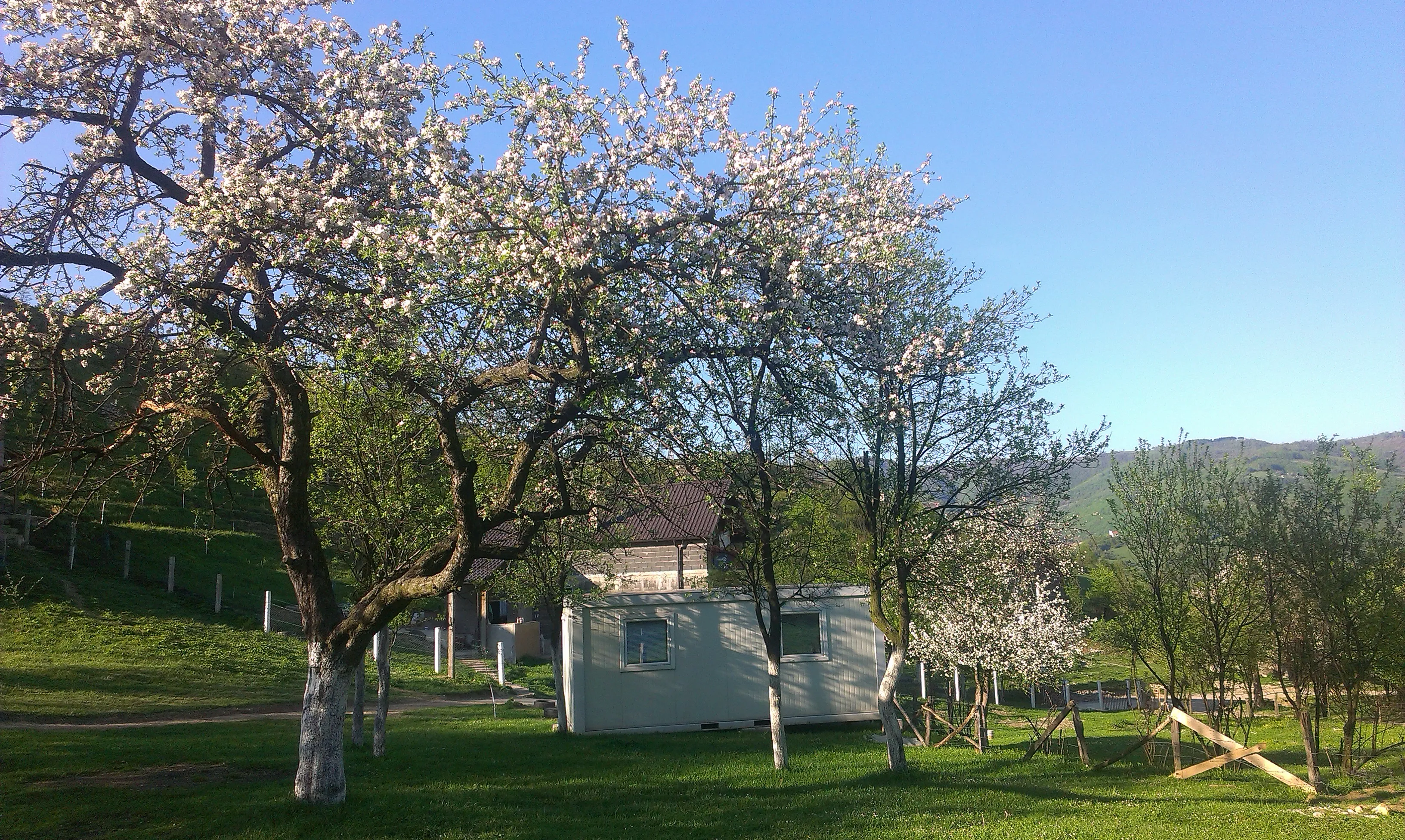 Cherry blossom and a cabin on the Grace Valley land